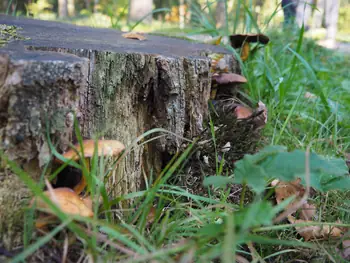 Vagevuurbos an Lippensgoed-Bulskampveld (Belgium)